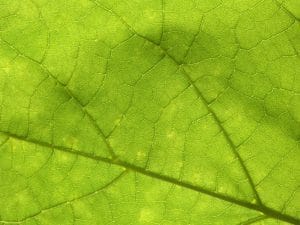 داء لايم والعدوى المزمنة: علاجنا الفعال